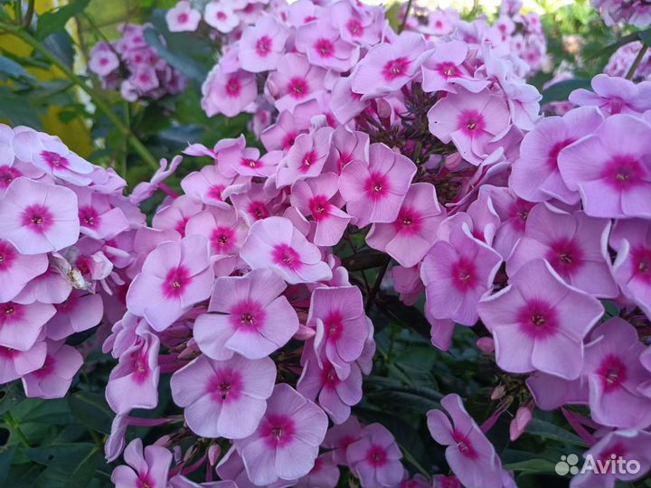 Флокс Ясные глаза