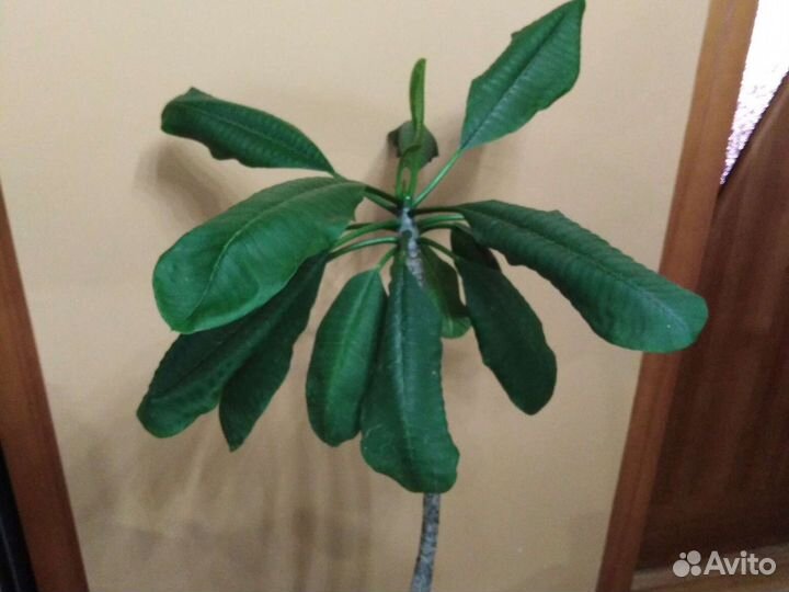 Эпипремнум Марбл Квин,Неон,Бразил, Плюмерия