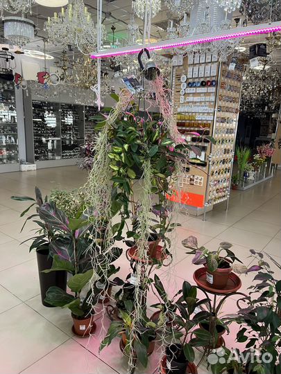 Комнатные растения Тилландсия атмосферная