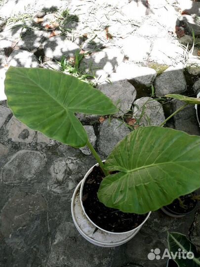 Линкоранская акация, алоказия, монстера