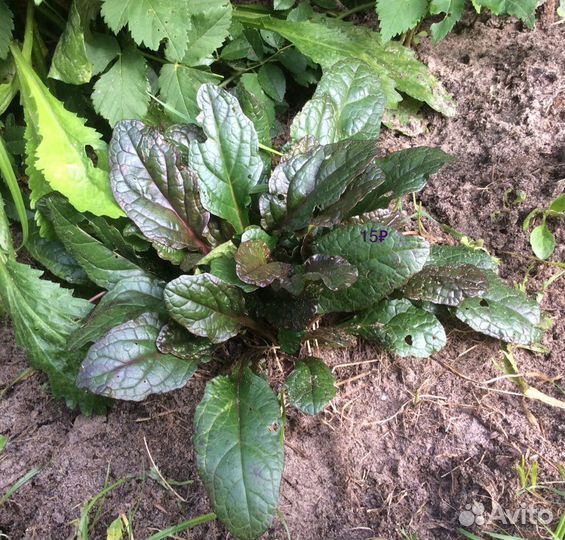 Живучка бордюрная