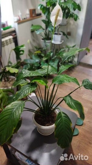 Спацифиллиум