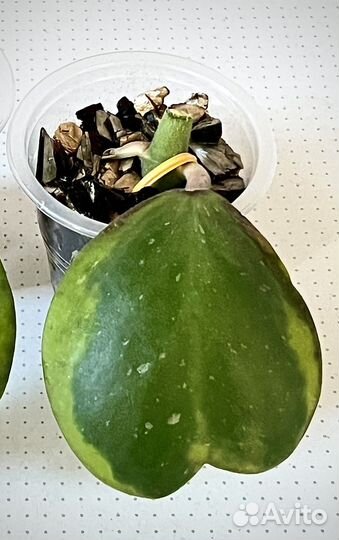 Хойя/хойи укоренённые