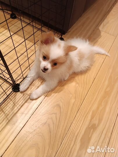 Немецкий шпиц