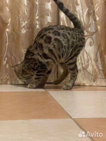 Котёнок Абикун