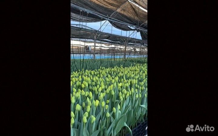 Тюльпаны оптом от производителя