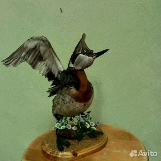 Чучело.Поганка серощекая