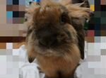 Продам декоративного вислоухого кролика