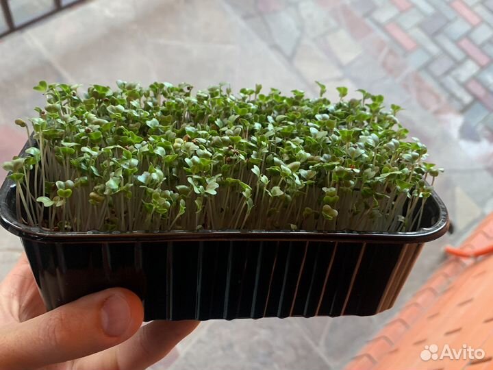 Семена брокколи-Рапини на микрозелень