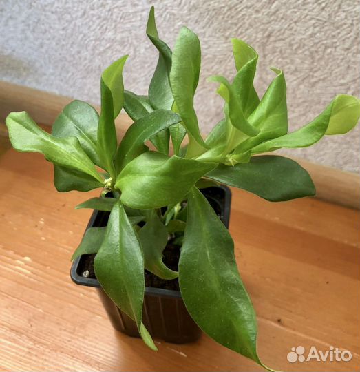 Эсхинантус