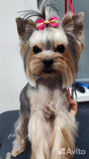 Частный грумер (стрижка собак и кошек)