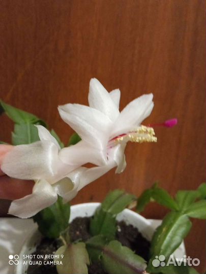 Декабристы