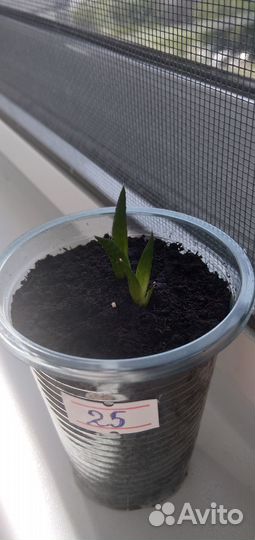 Комнатные растения