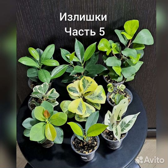 Фикусы сортовые. Часть 5