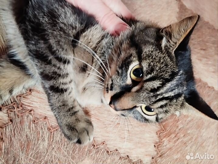 Кошки бесплатно