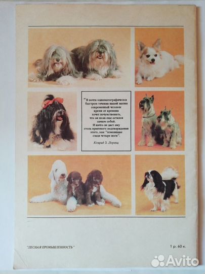 Декоративные собаки