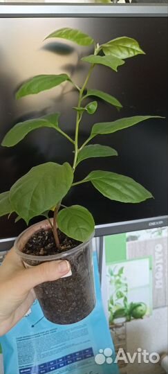 Бугенвиллея