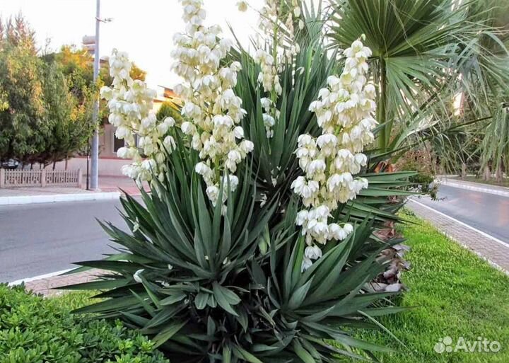 Юкка пестролистная