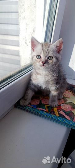 Британские котята