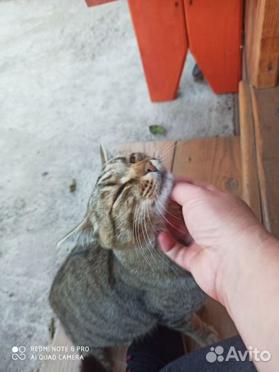 Кот в добрые руки