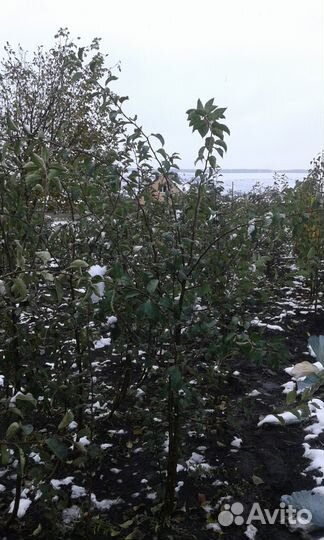 Плодовые саженцы