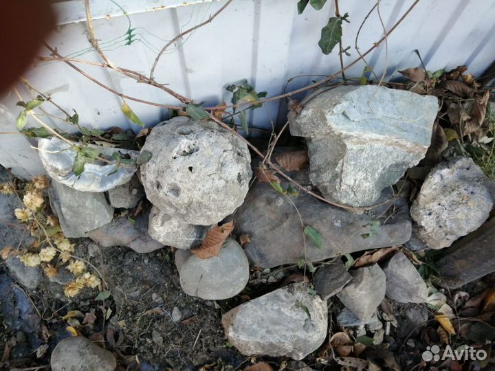 Аммониты Септарии Жеоды Минералы Окаменелости