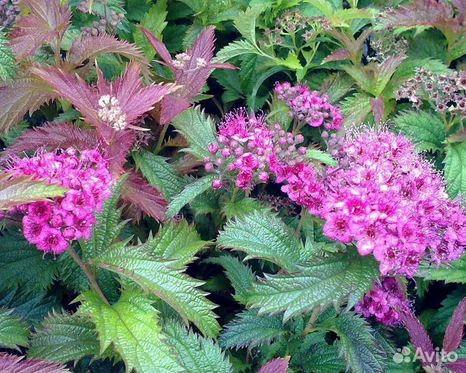 Спирея японская Криспа