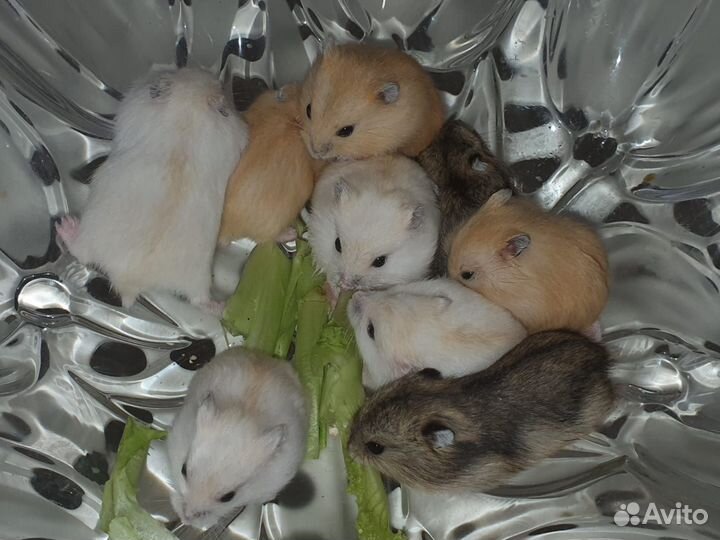 Мандариновый джунгарский хомяк