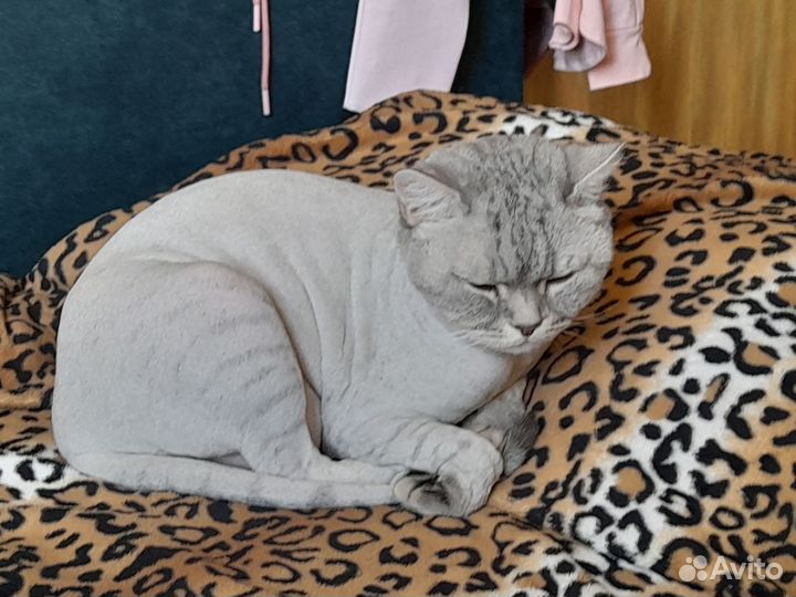 Потерялся кот в набережных челнах