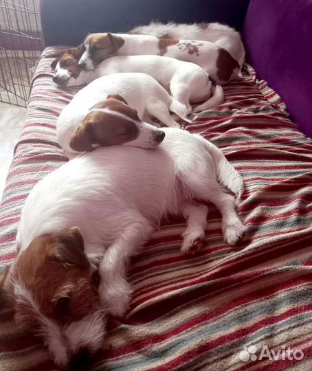 Предлагаем передержку вашему питомцу