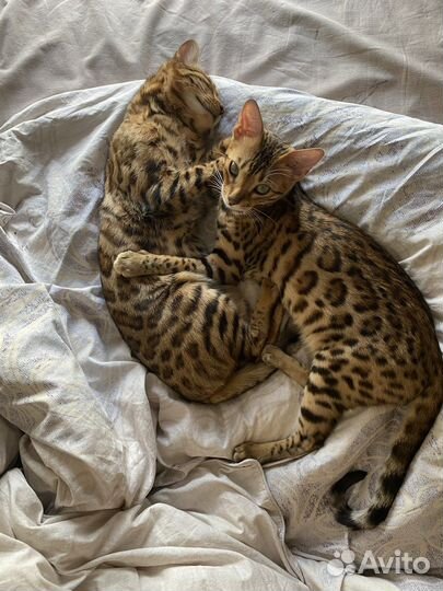 Бенгальская кошка в добрые руки