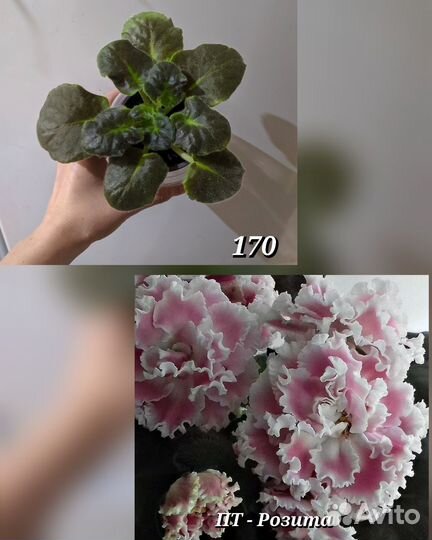 Стартеры сортовых фиалок