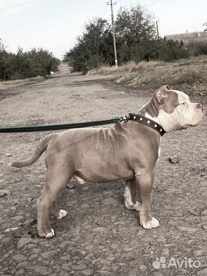 Американский булли