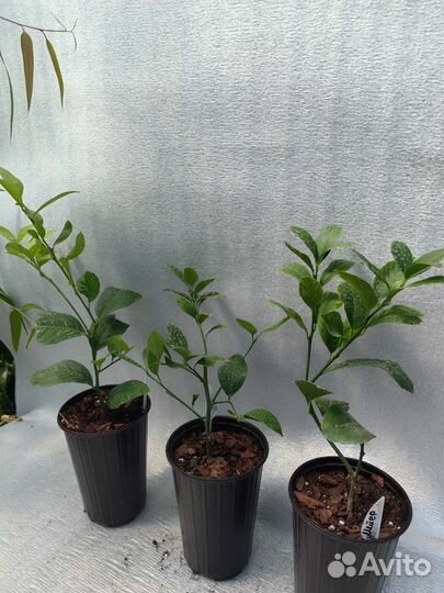 Лимон Мейер