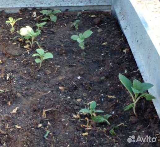 Лаконос детки