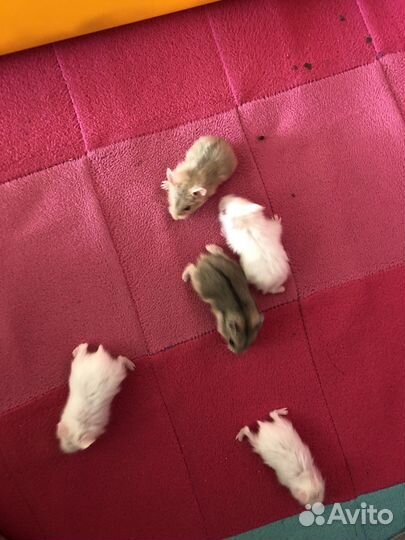 Джунгарский хомяк