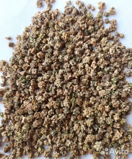 Семена кормовой свёклы