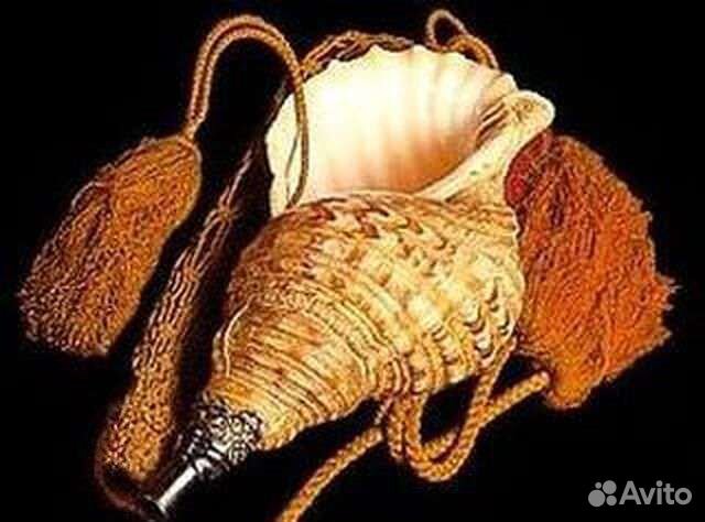 Раковина морская, коллекционная