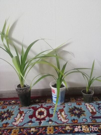 Панданус, непентес, спатифилум, гинура