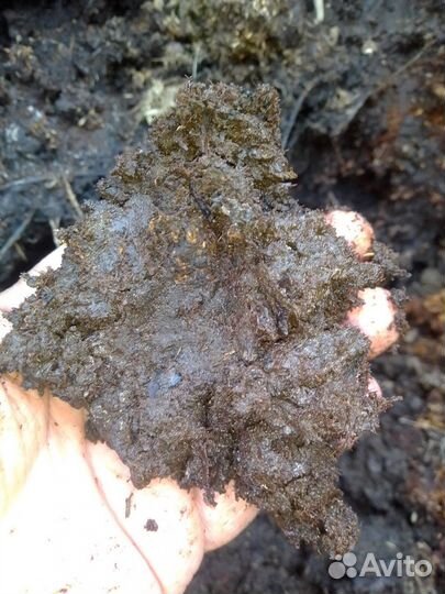 Конский навоз