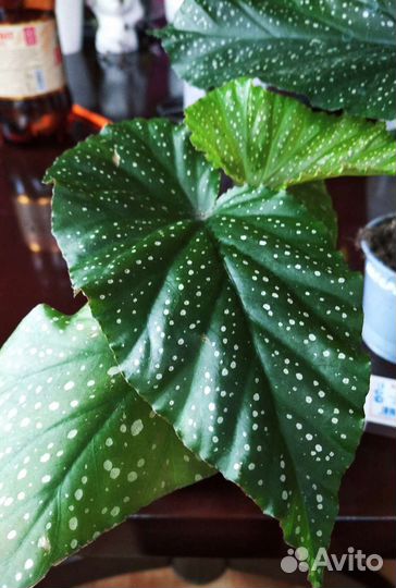 Бегония декоративно лиственная