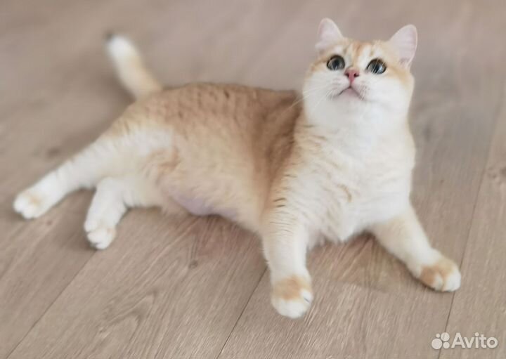 Британская золотая шиншилла ny12 не для разведения