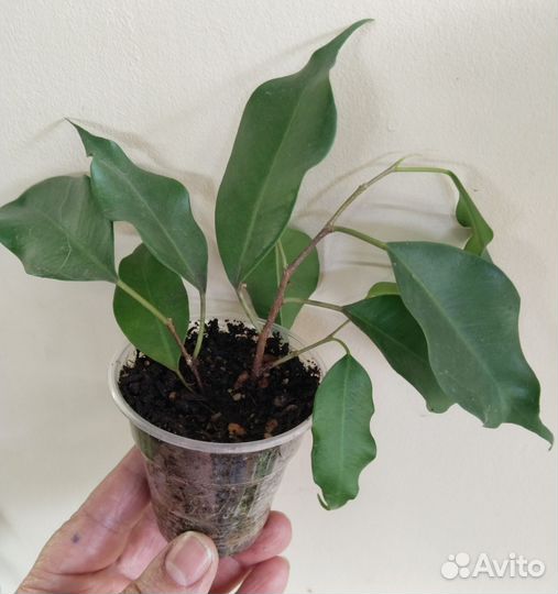 Сортовые фикусы