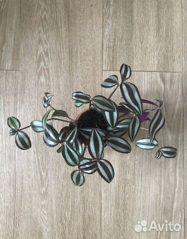 Традесканция зебрина