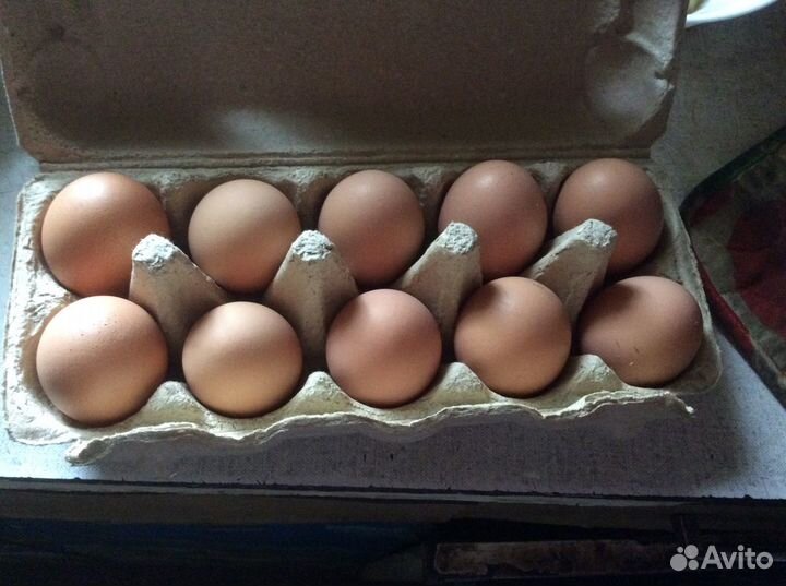 Инкубационное яйцо кур