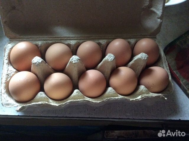 Инкубационное яйцо кур