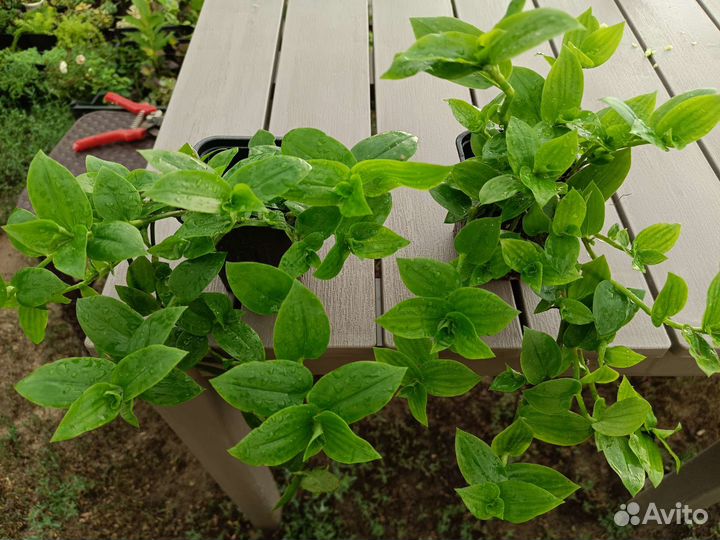 Комнатные растения