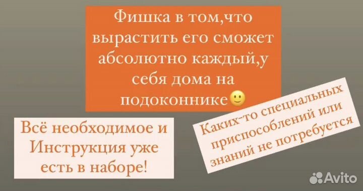 Набор для выращивания микрозелени