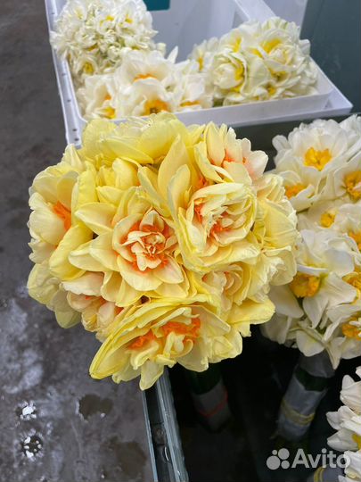 Цветы нарциссы