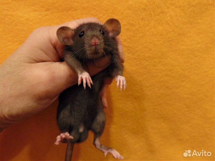 Крысы. крысята дамбо (лопоушки) - питомник, клетки